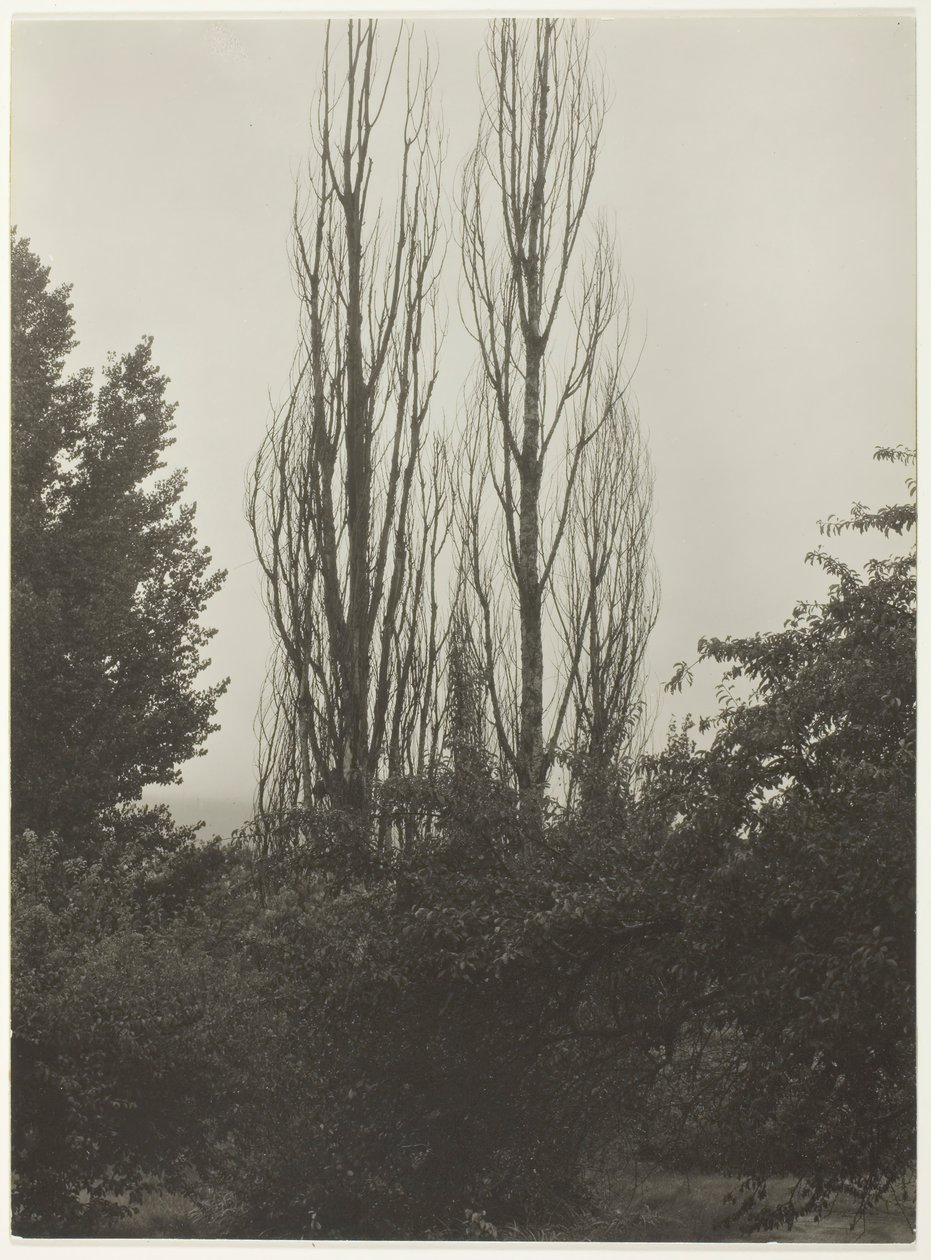 Pappeln - Lake George von Alfred Stieglitz