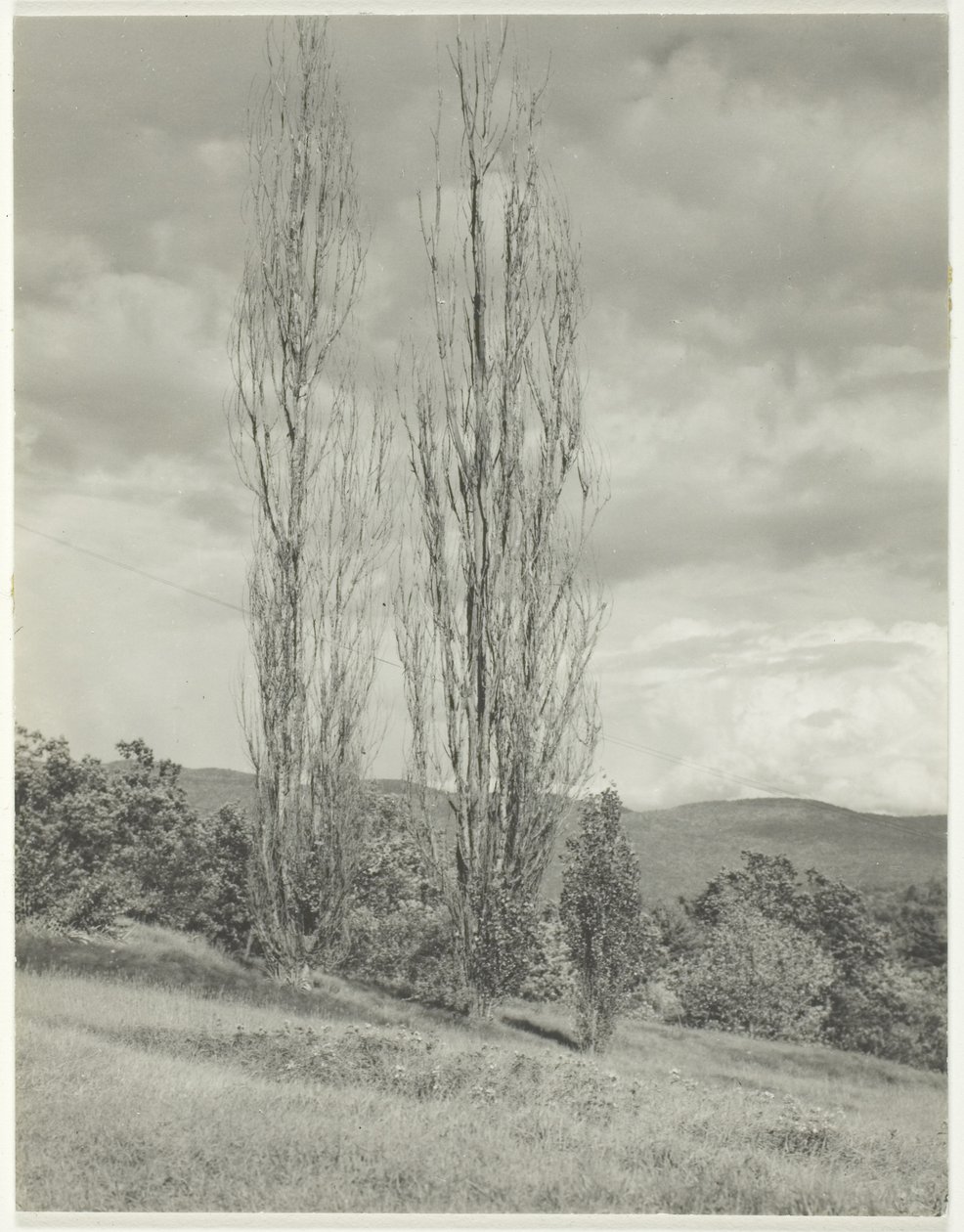 Pappeln am Lake George von Alfred Stieglitz