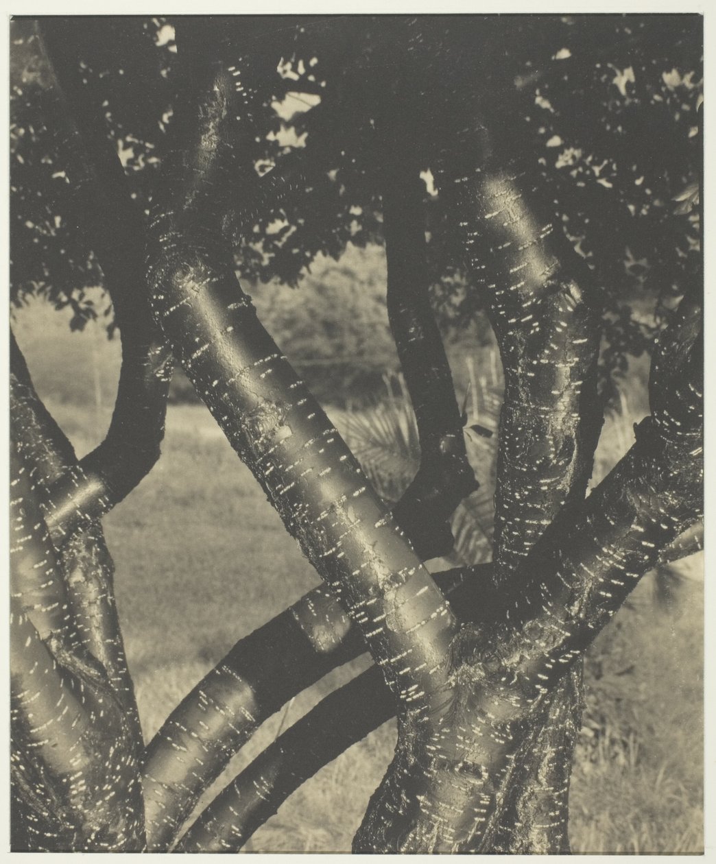 Die tanzenden Bäume von Alfred Stieglitz