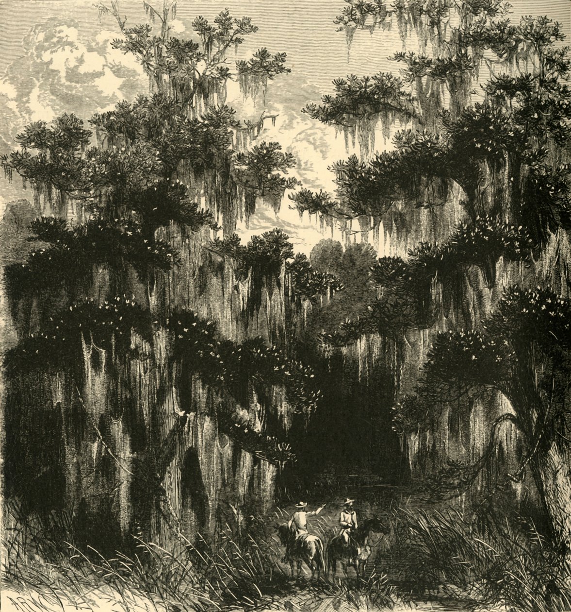 Magnolia-Sumpf, 1872 von Alfred Rudolph Waud