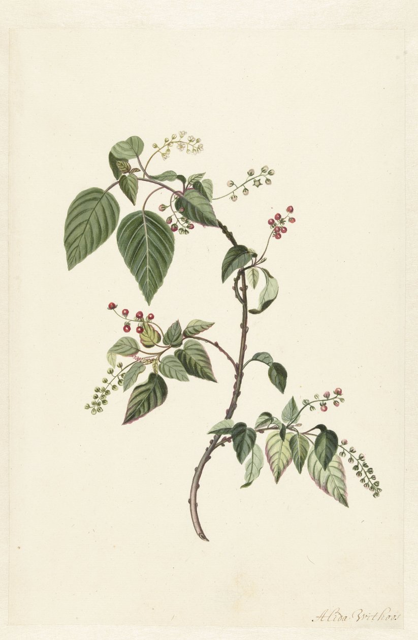 Nandina (Nandina domestica) von Alida Withoos