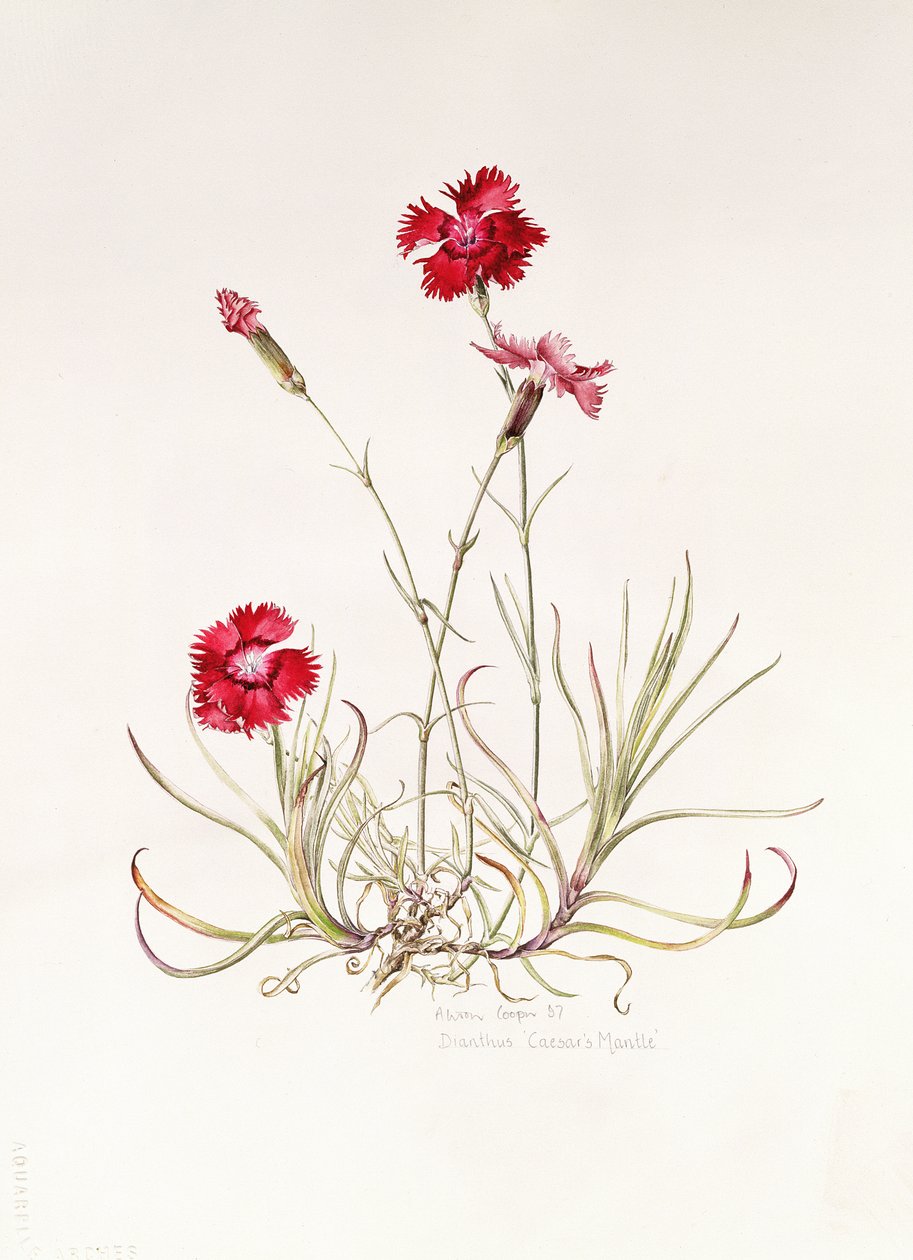 Dianthus Caesars Mantel, 1997 von Alison Cooper