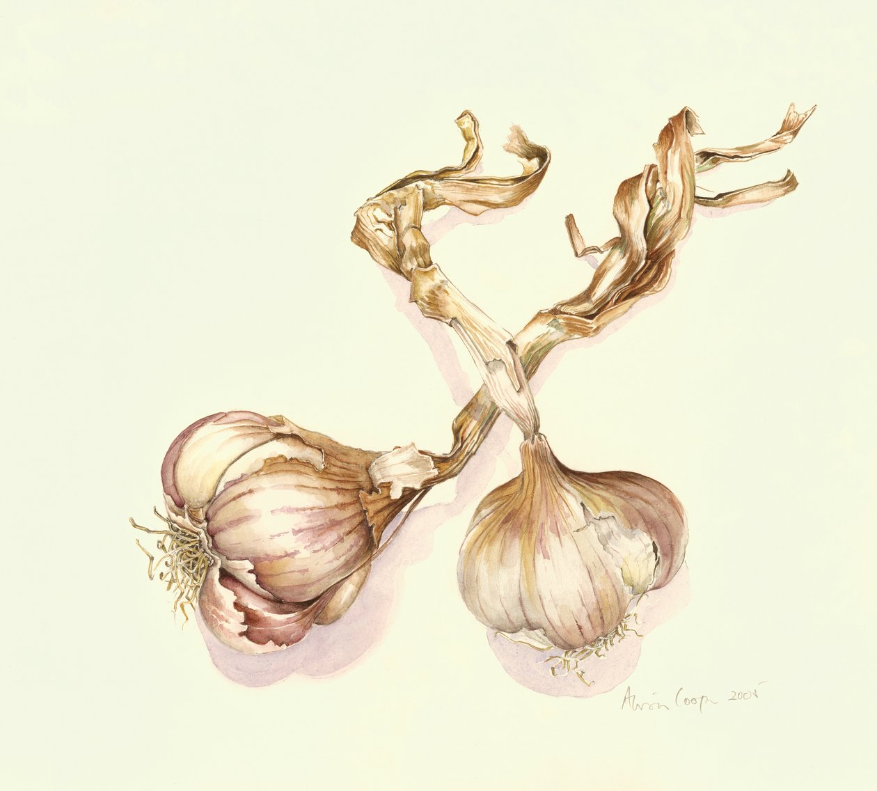 Knoblauchknollen, 2005 von Alison Cooper