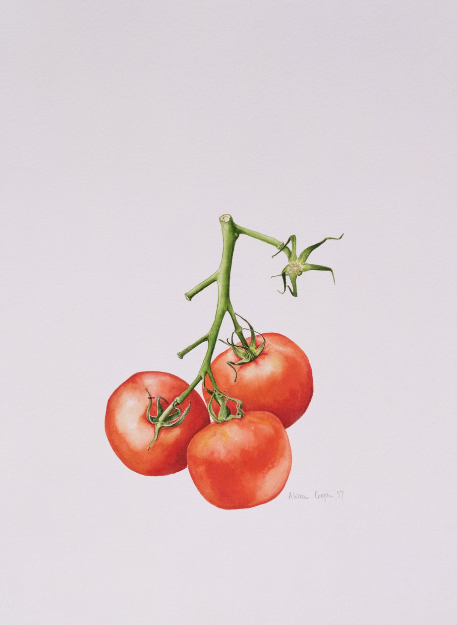 Drei Tomaten am Weinstock von Alison Cooper