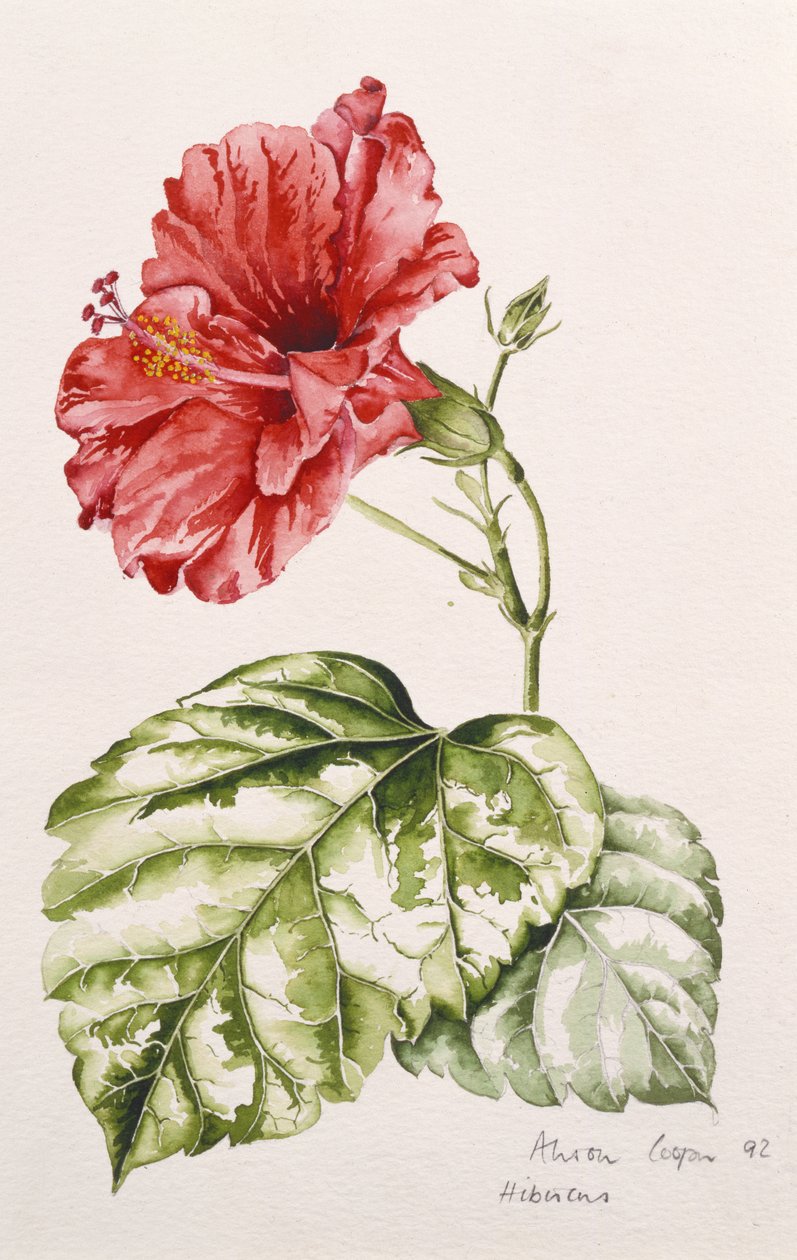 Hibiskus (karminrot), 1992 von Alison Cooper