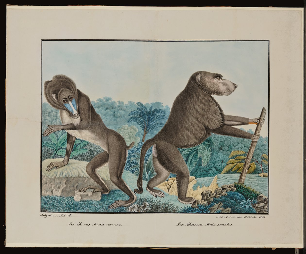 Der Chacma von Aloys Zötl