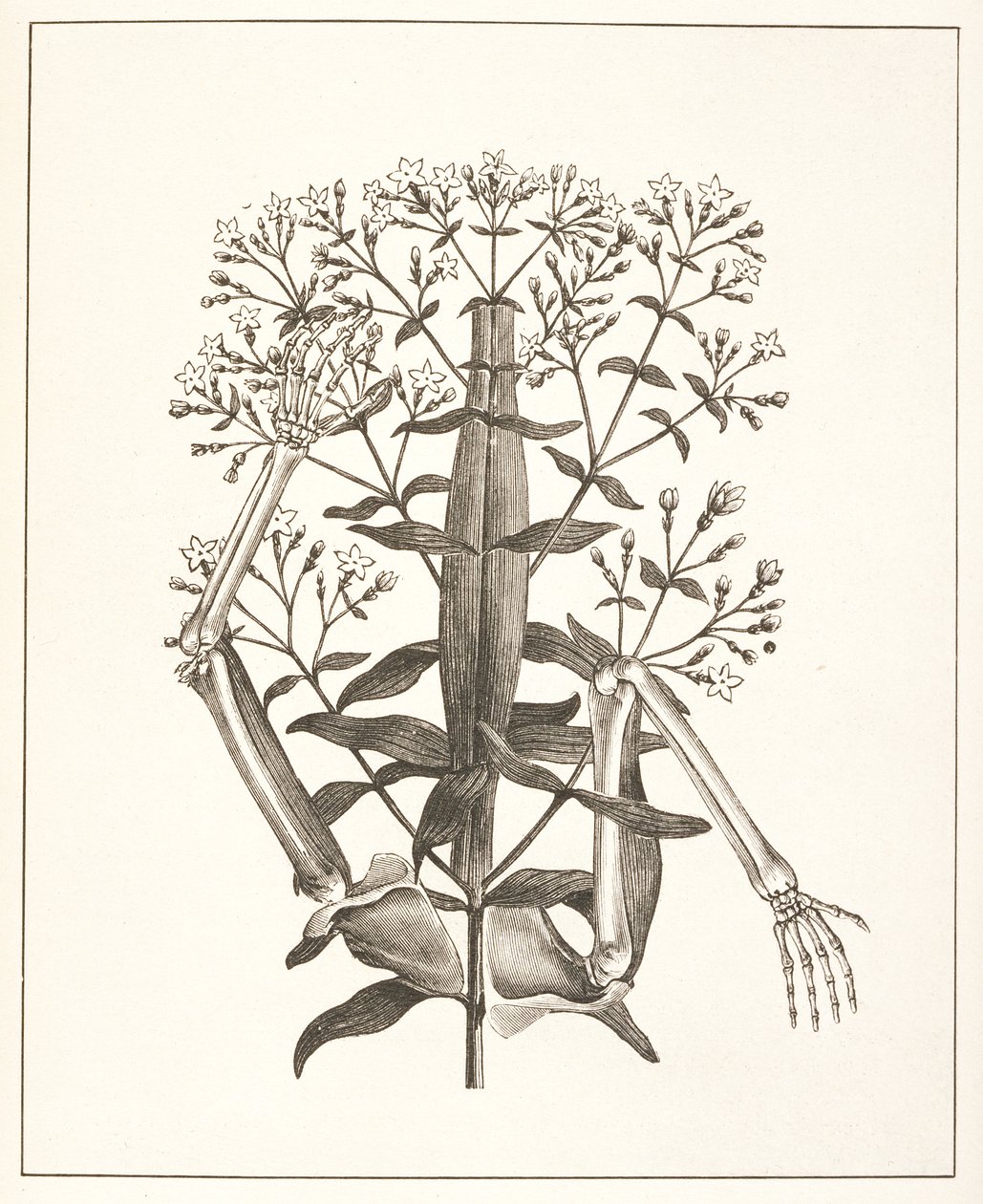 Illustration aus 