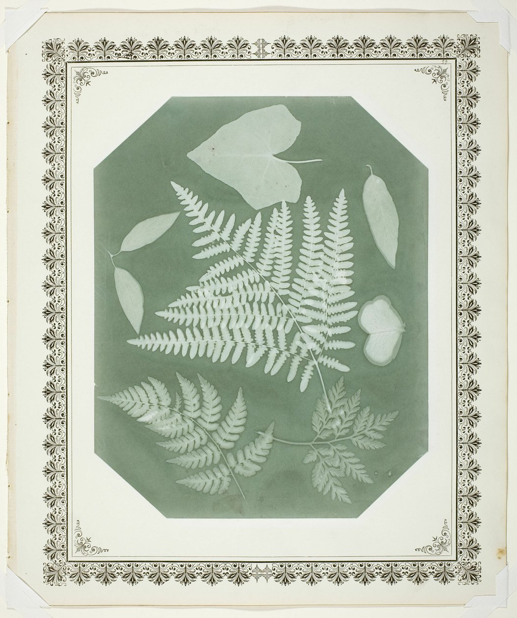 Studie von Blättern von Amelia Bergner