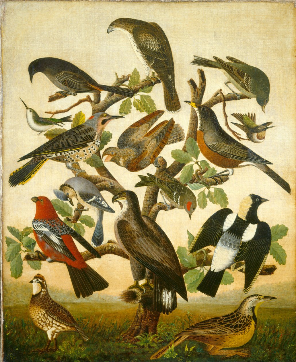 Vögel von American 19th Century