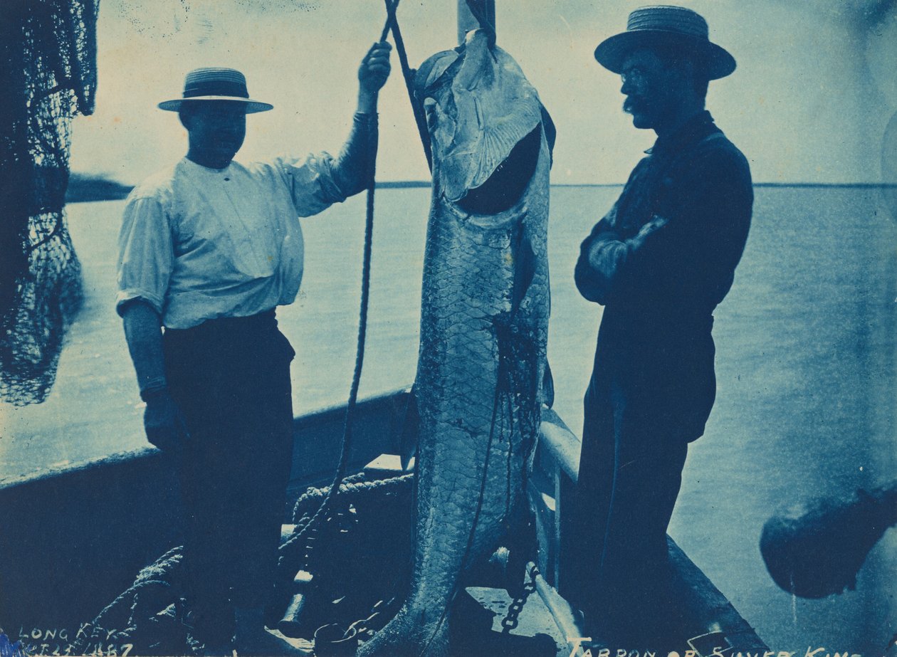 Tarpon oder Silberkönig von American Photographer