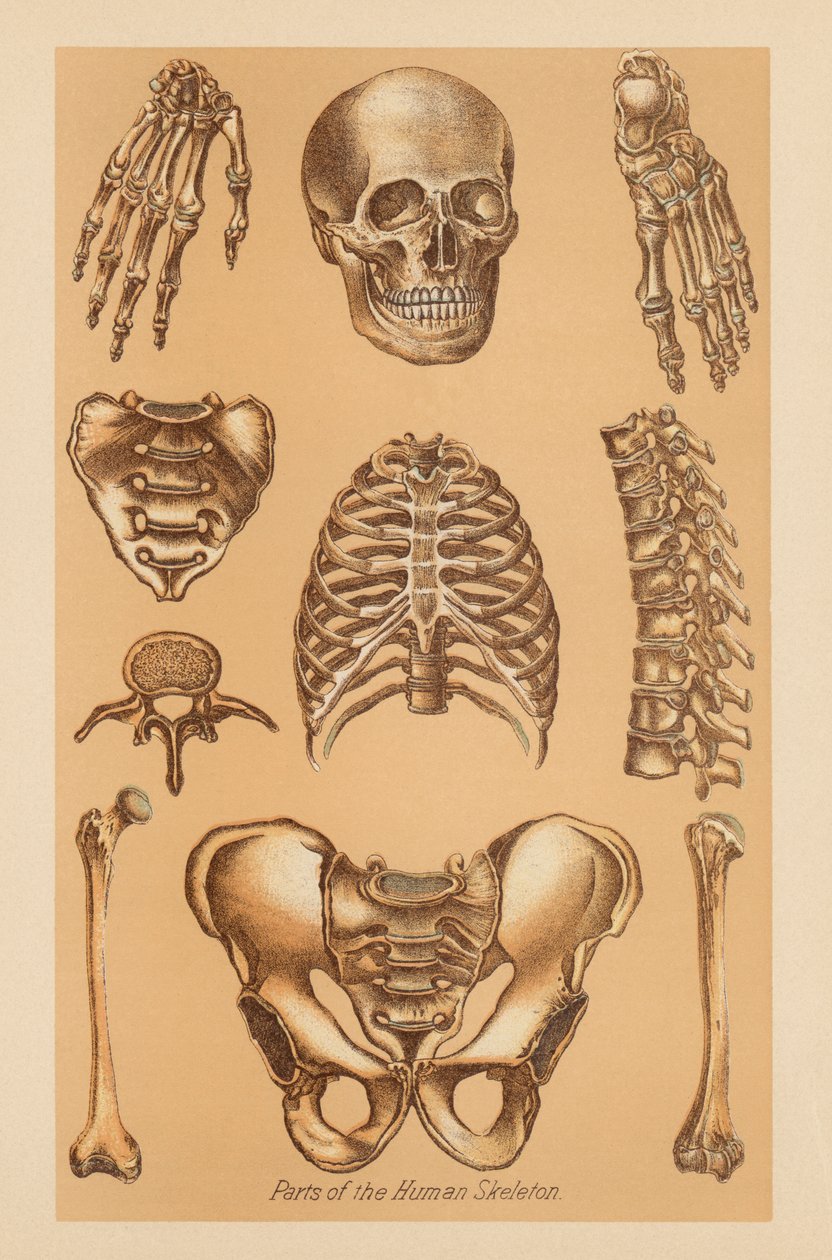 Anatomische Studie des menschlichen Skeletts von American School