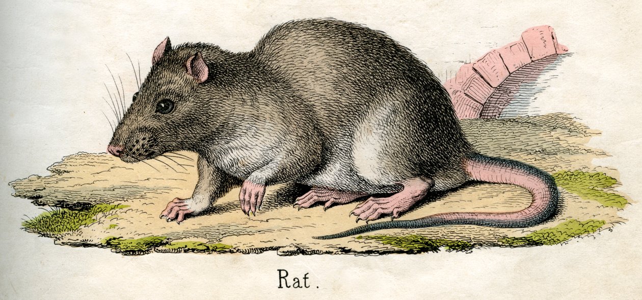 Antiker Druck einer Ratte von American School