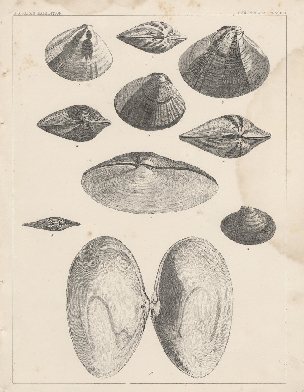 Konchologie Tafel I von American School