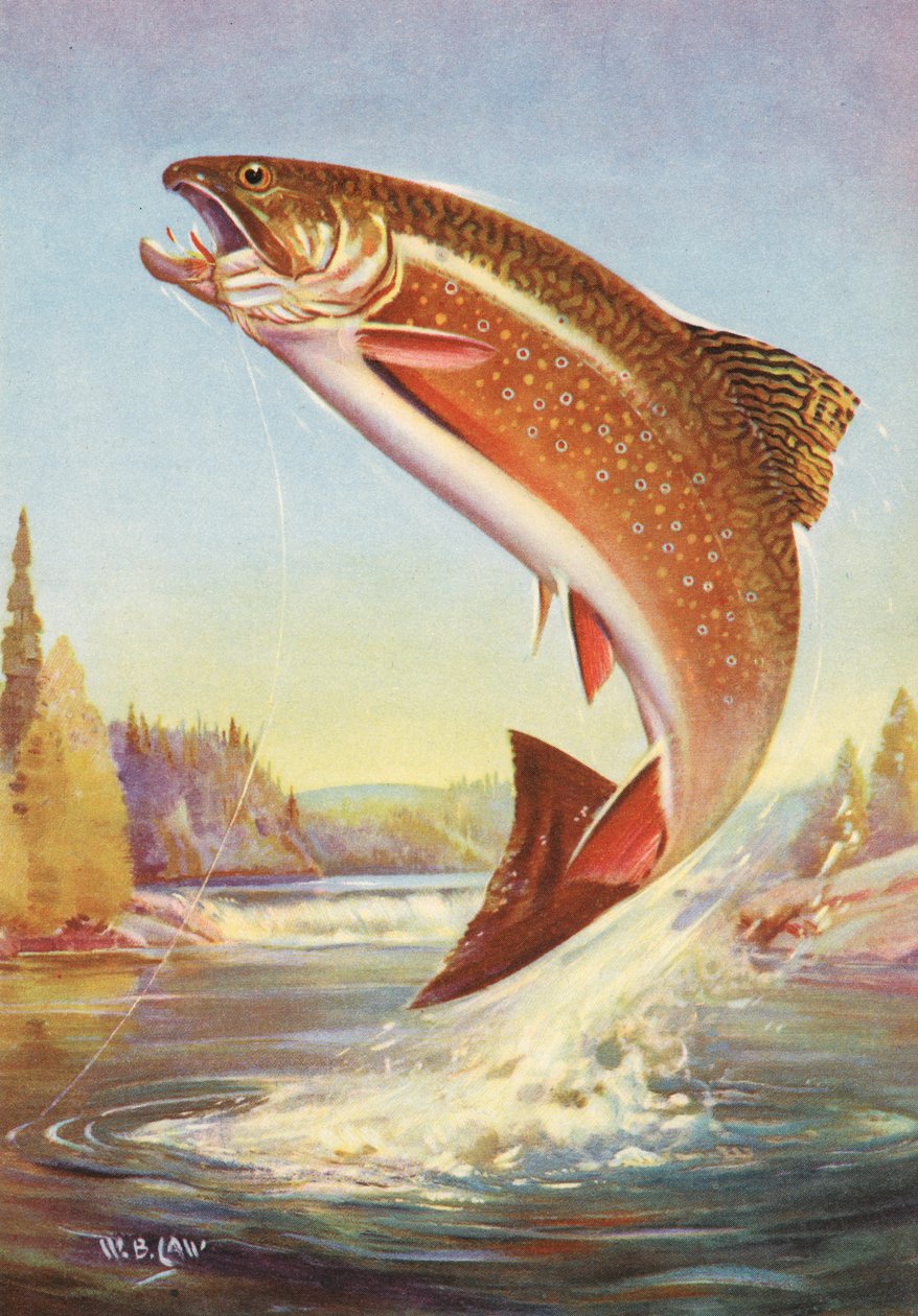 Sportfischen: Springende Bachforelle von American School