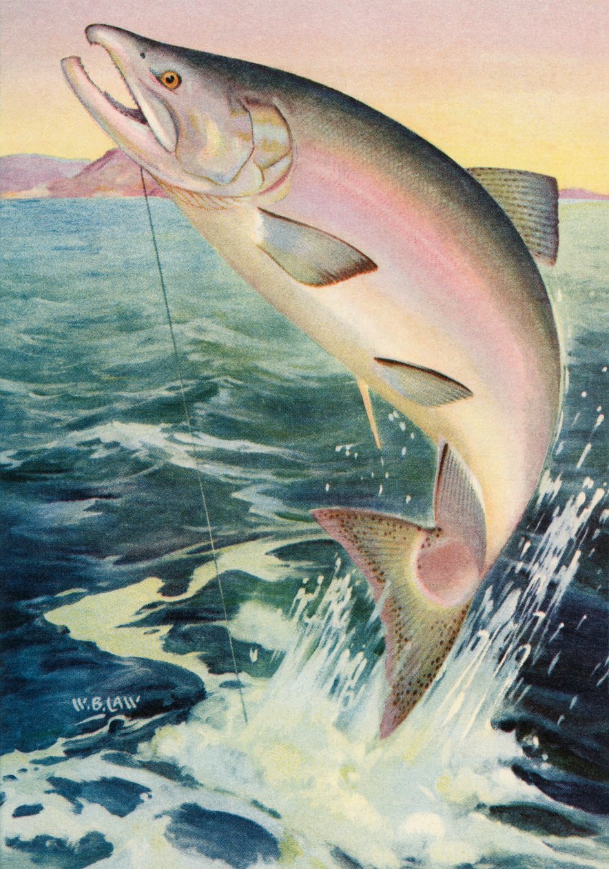 Sportfischen: Springender Königslachs von American School