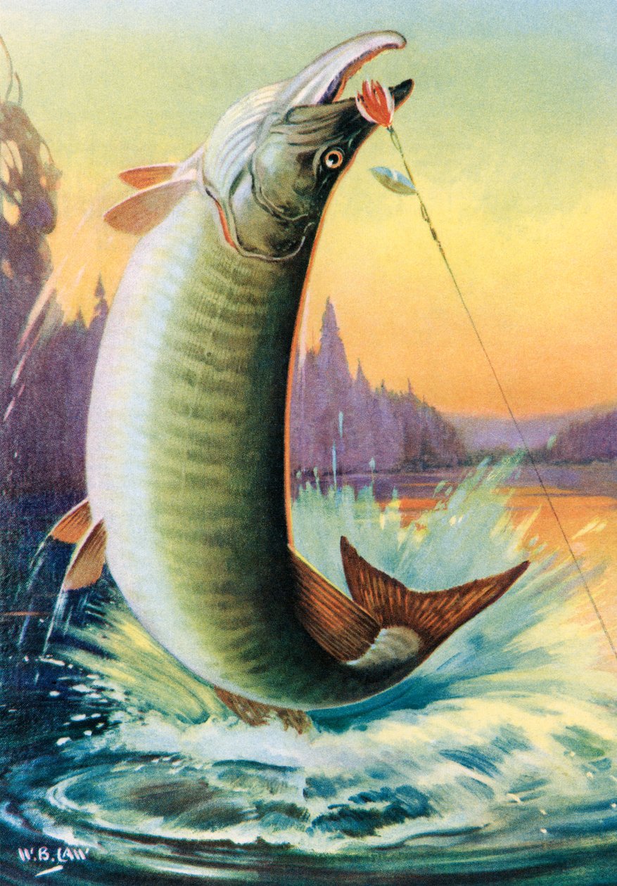 Sportfischen: Springender Muskie von American School