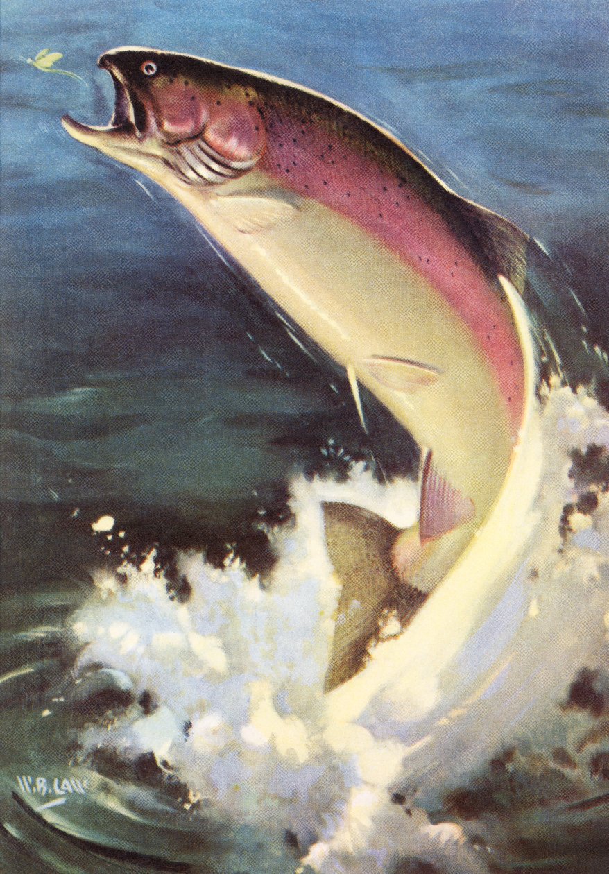 Sportfischen: Springender Regenbogenforelle von American School