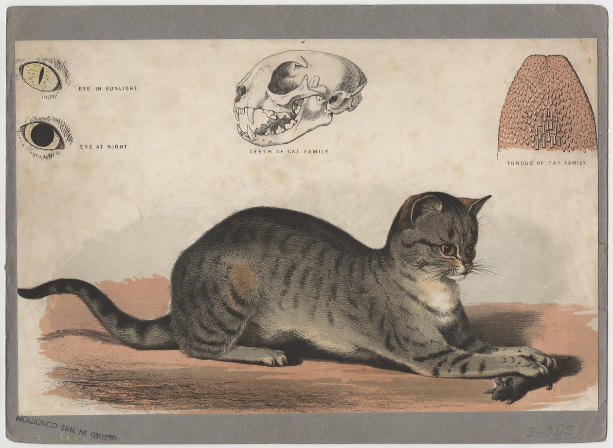 Die Katze von American School