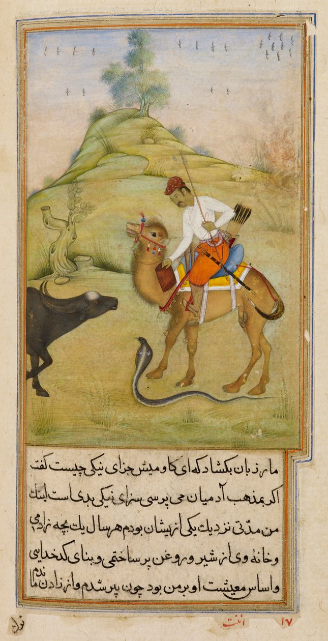 Der Kamelreiter, Illustration aus 