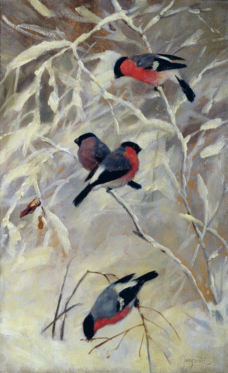 Gimpel von Anders Kongsrud
