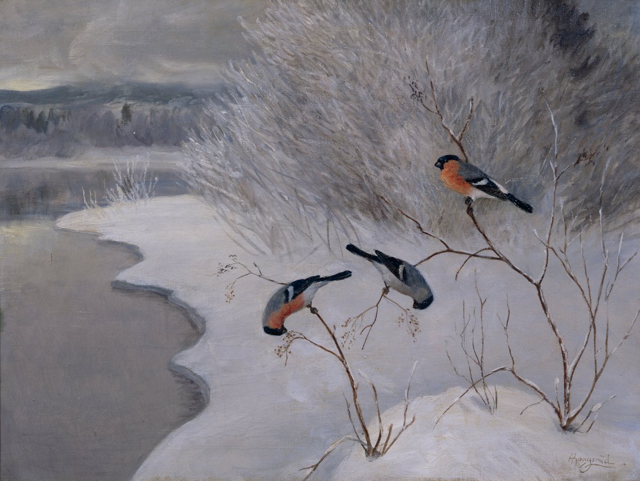 Gimpel von Anders Kongsrud