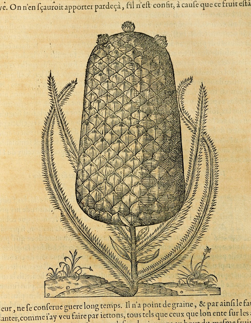 Ananas, Gravur von Andre Thevet von Andre Thevet