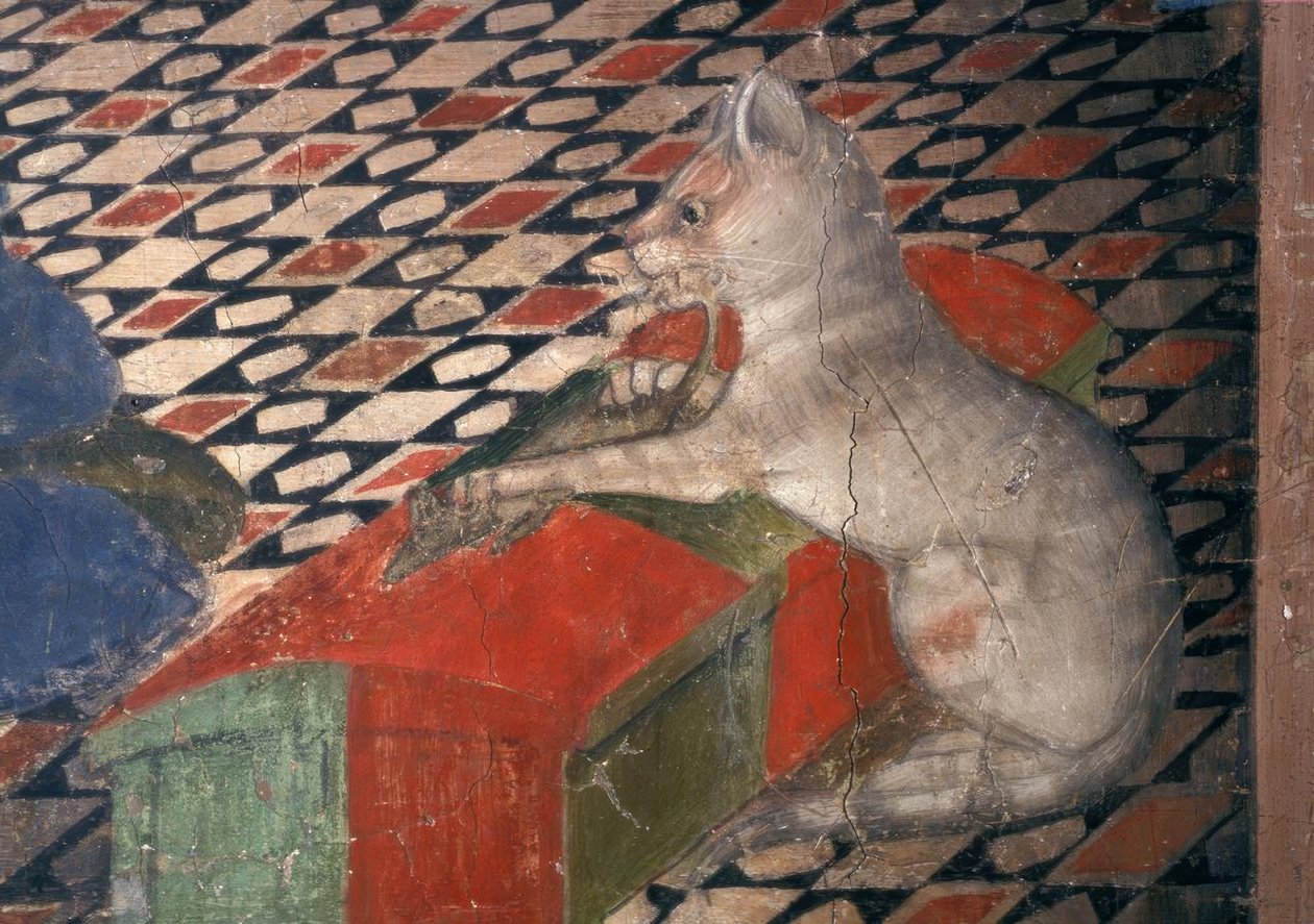 Atri, Dom, Katze von Andrea Delitio