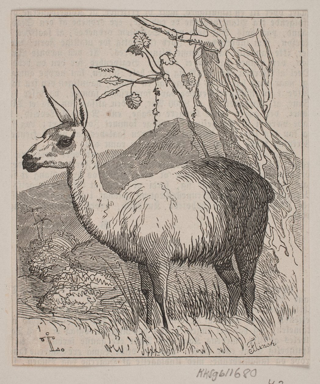 Ein Lama von Andreas Flinch