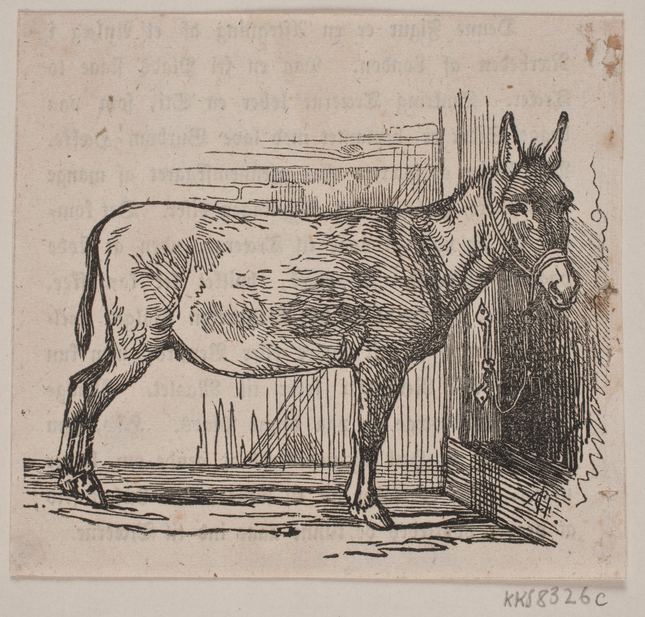 Esel von Andreas Flinch