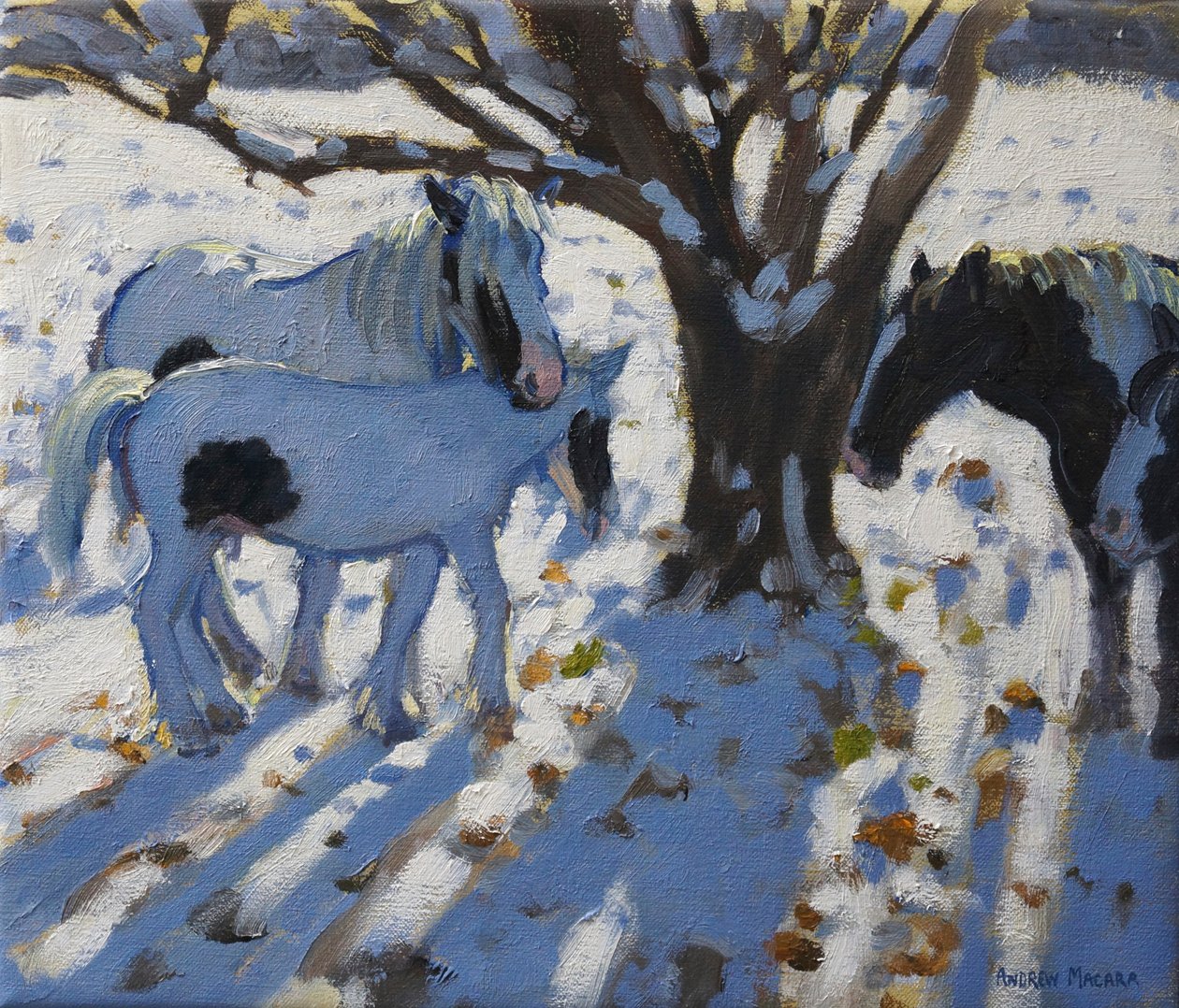 Scheckenponys im Winter, 2012 von Andrew Macara
