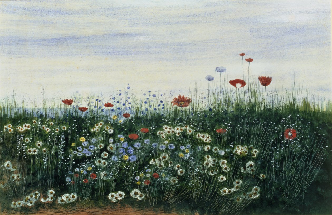 Mohnblumen, Gänseblümchen und andere Blumen am Meer von Andrew Nicholl