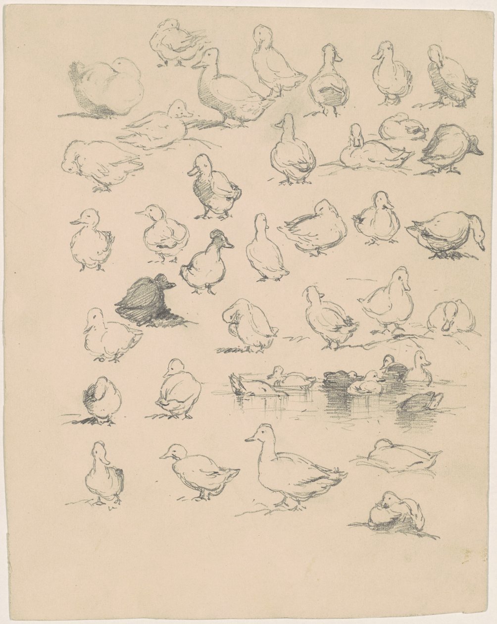 Enten von Andrew Fisher Bunner