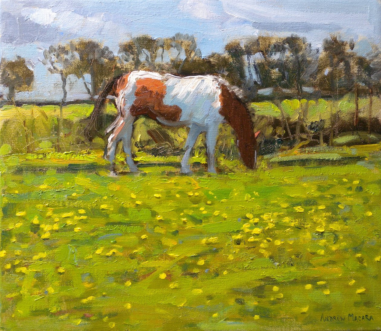 Schecke, 2010 von Andrew Macara