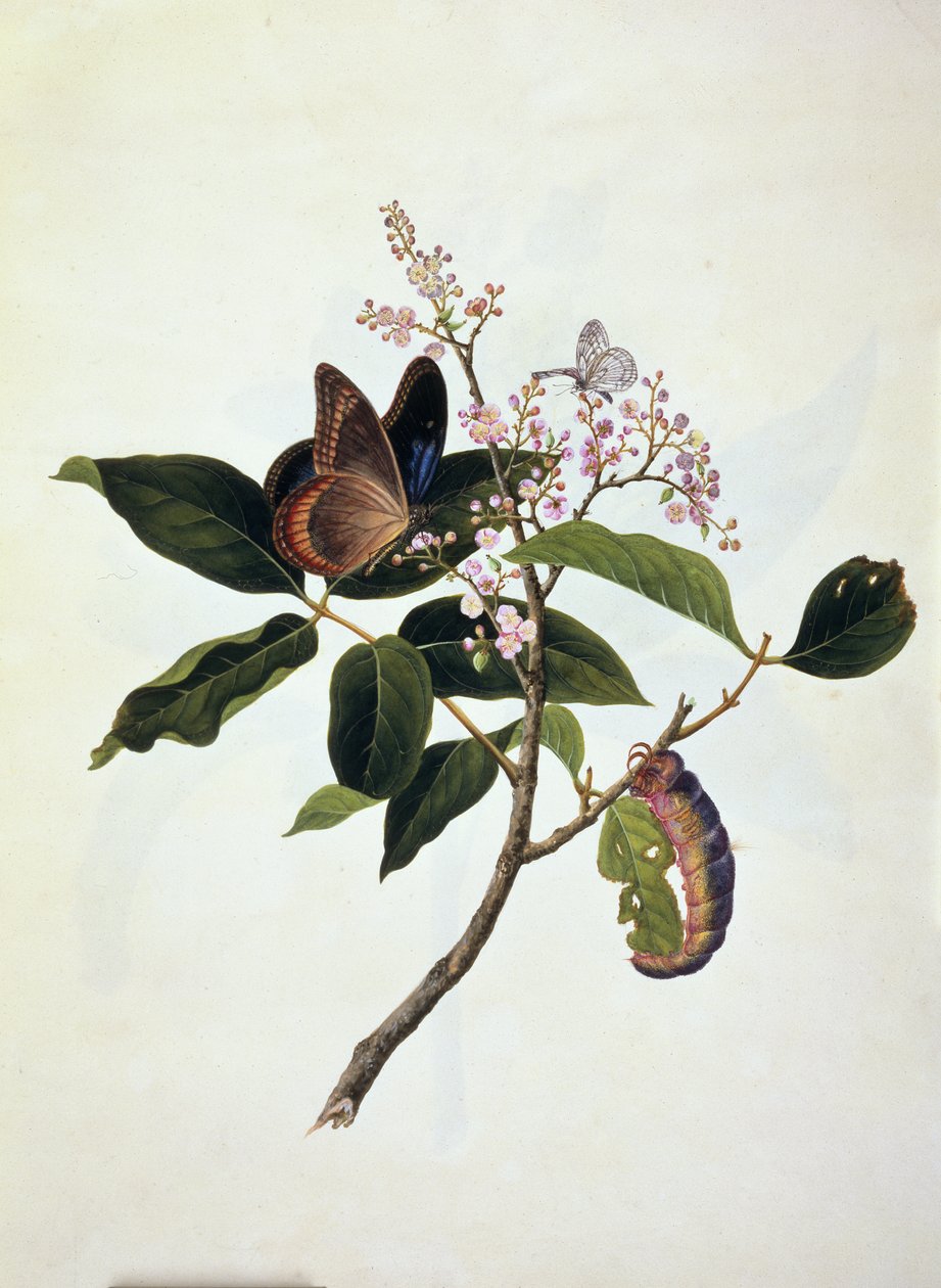 Schmetterling und Raupe auf einer Pflanze von Anglo Indian School