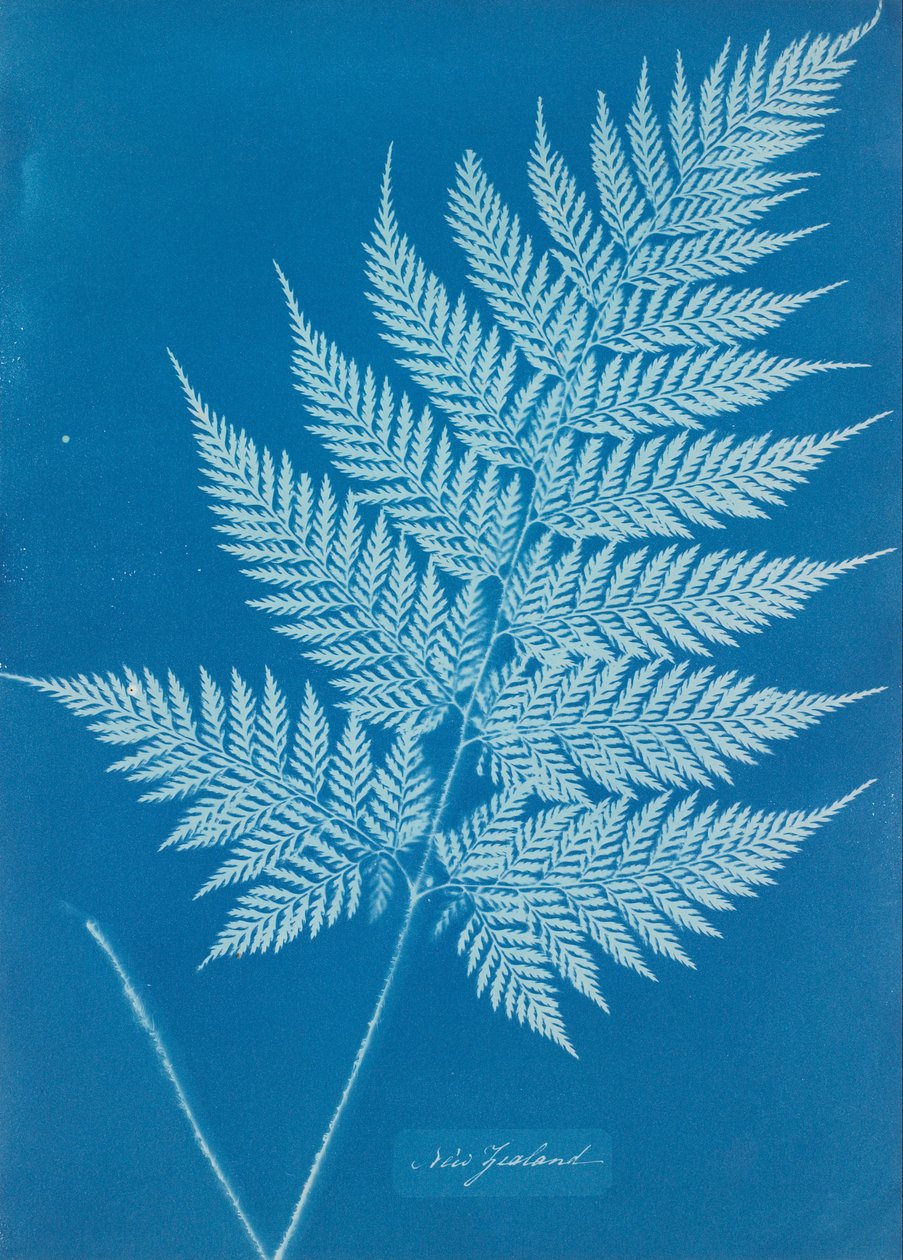 Neuseeland von Anna Atkins