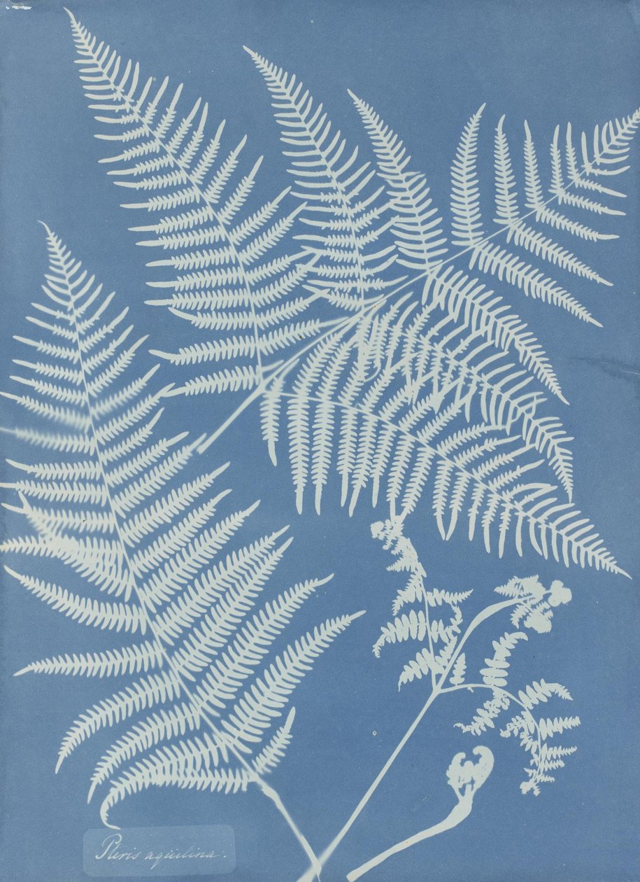 Pteris aquilina von Anna Atkins