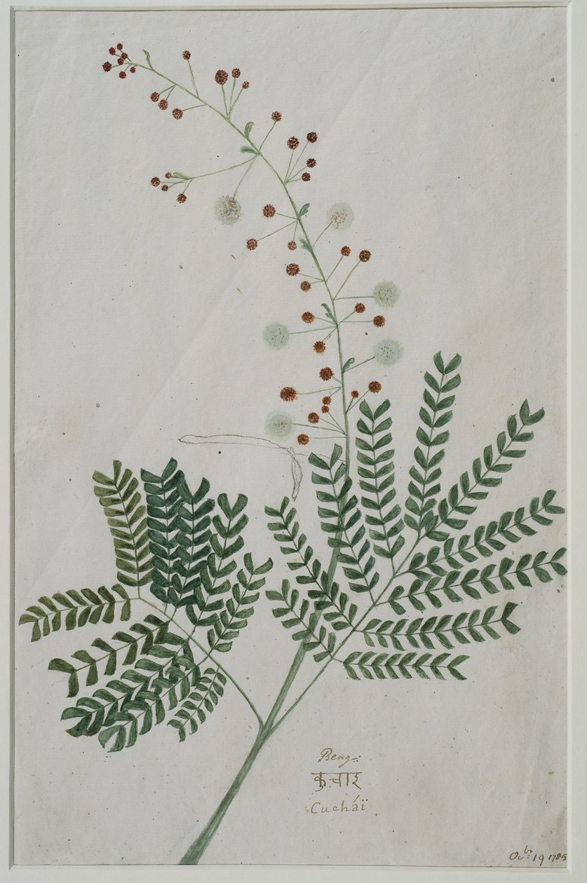 Acacia leucophloea, 1785 von Anna Maria Jones