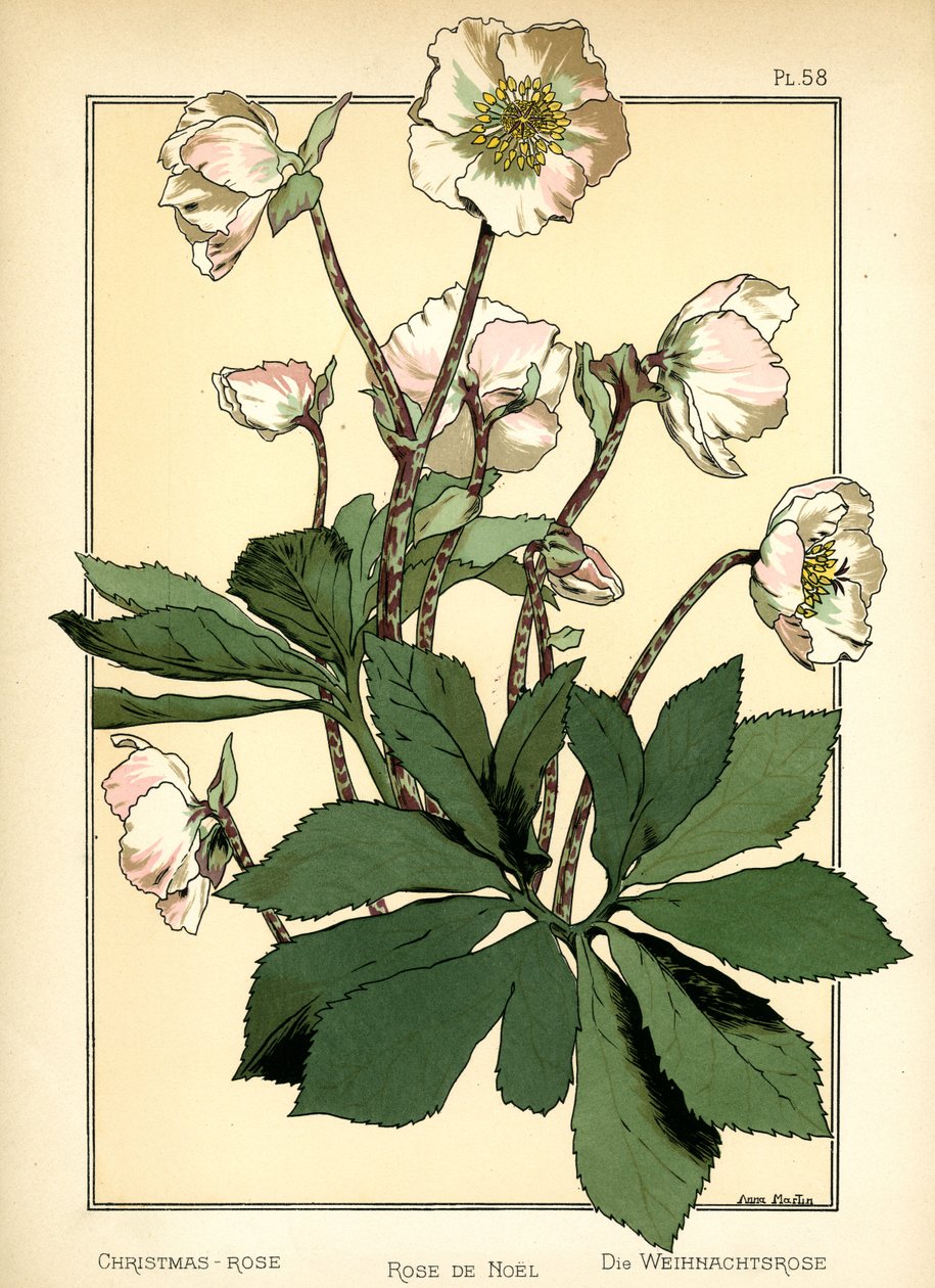 Die Christrose von Anna Martin