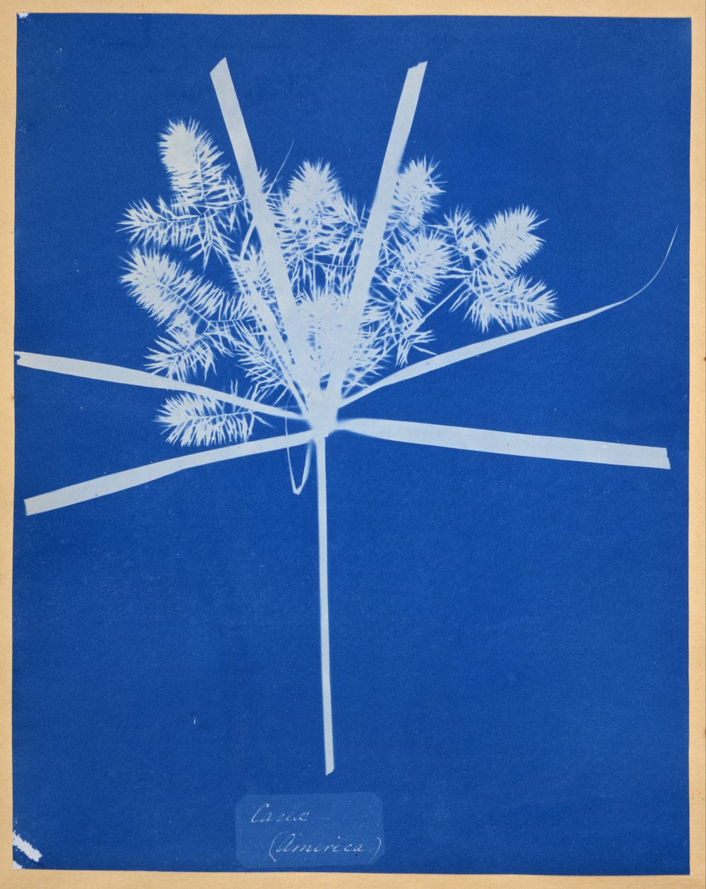Carix (Amerika) von Anna Atkins