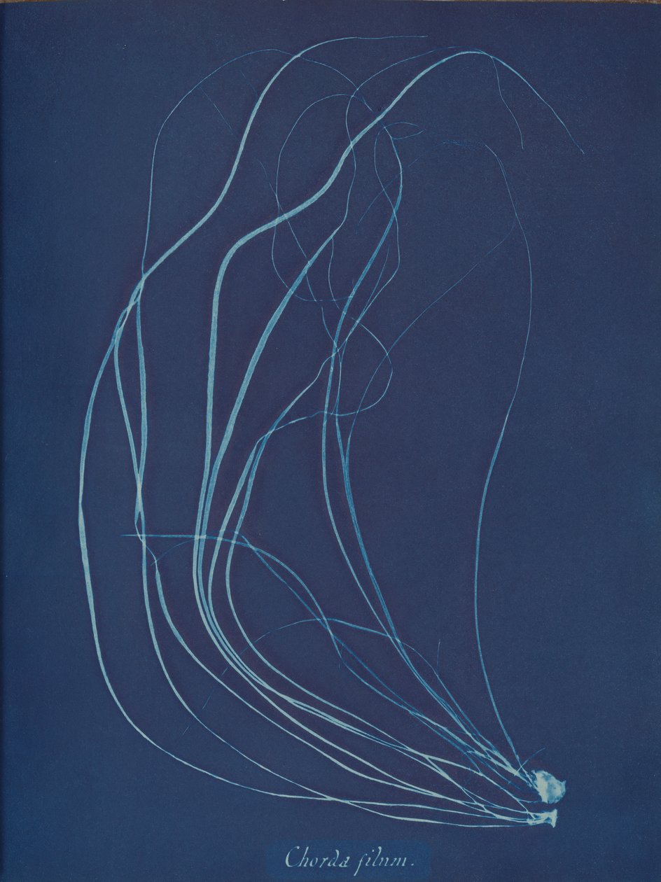 Chorda filum von Anna Atkins