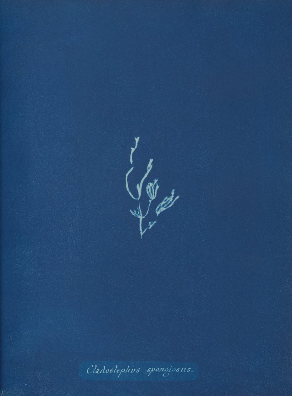 Cladostephus spongiosus von Anna Atkins