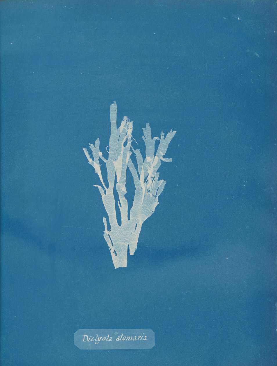 Dictyota atomaria, ca. 1853 von Anna Atkins
