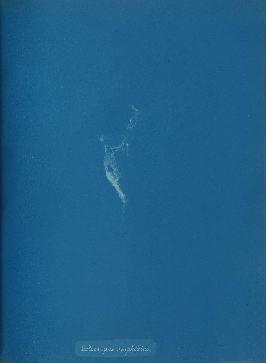 Ectocarpus amphibius, ca. 1853 von Anna Atkins