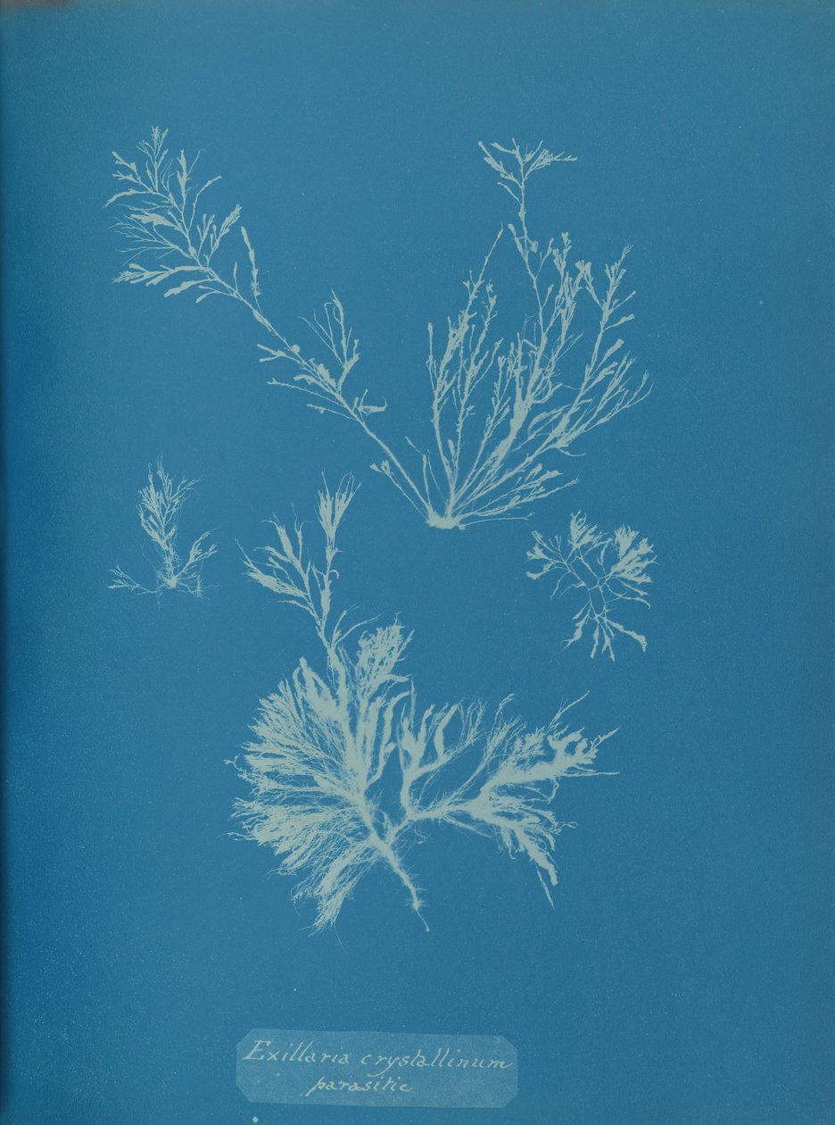 Exillaria crystallinum parasitisch von Anna Atkins
