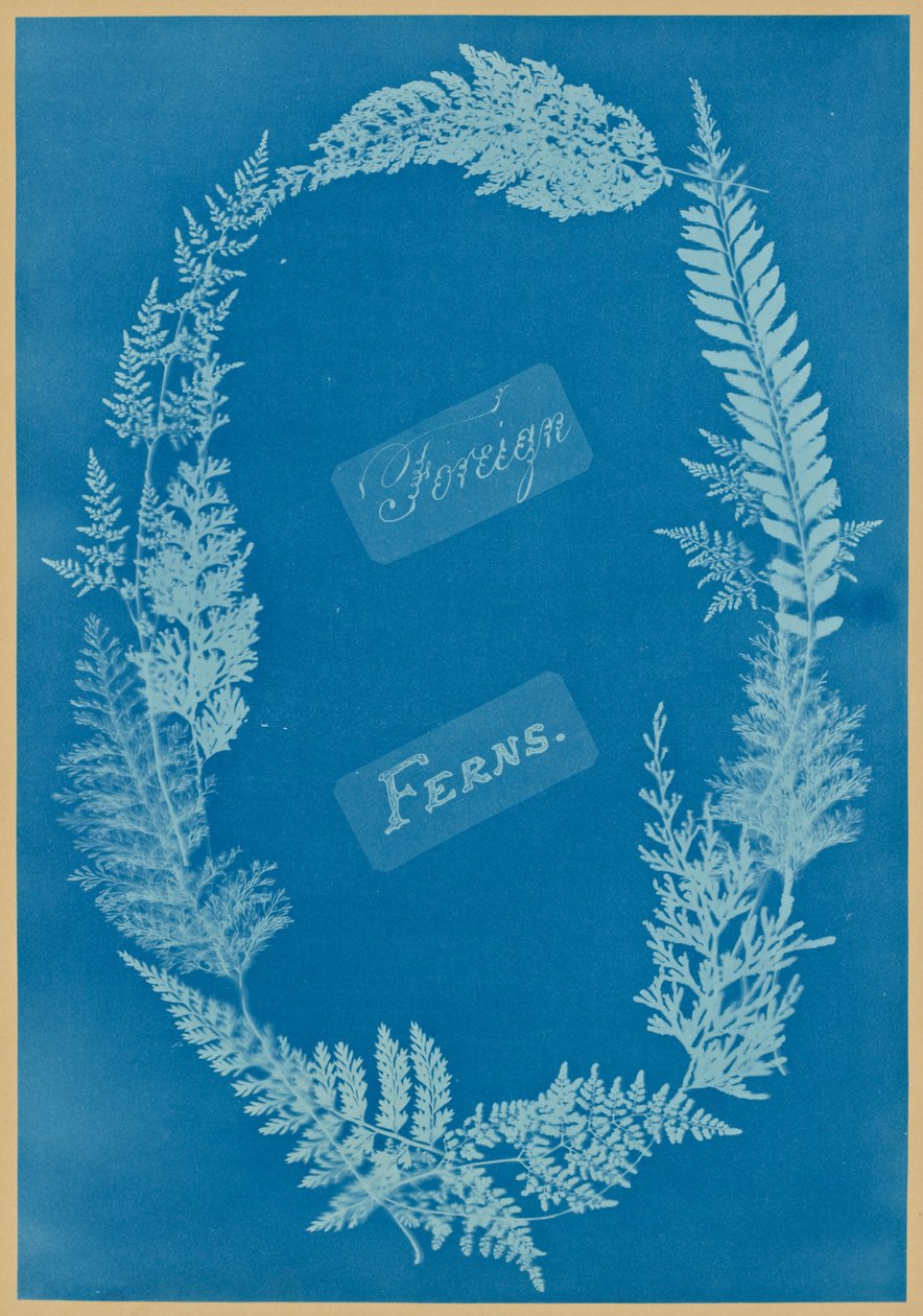 Fremde Farne von Anna Atkins