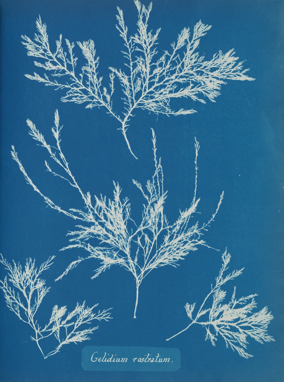 Gelidium rostratum, ca. 1853 von Anna Atkins