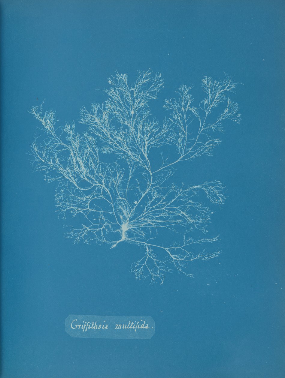 Griffithsia multifida, ca. 1853 von Anna Atkins