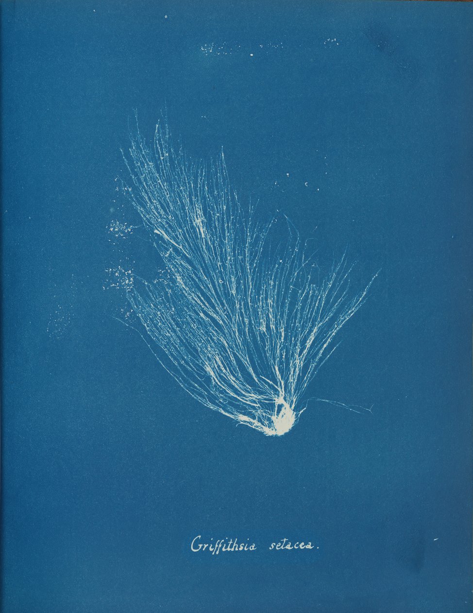 Griffithsia setacea von Anna Atkins