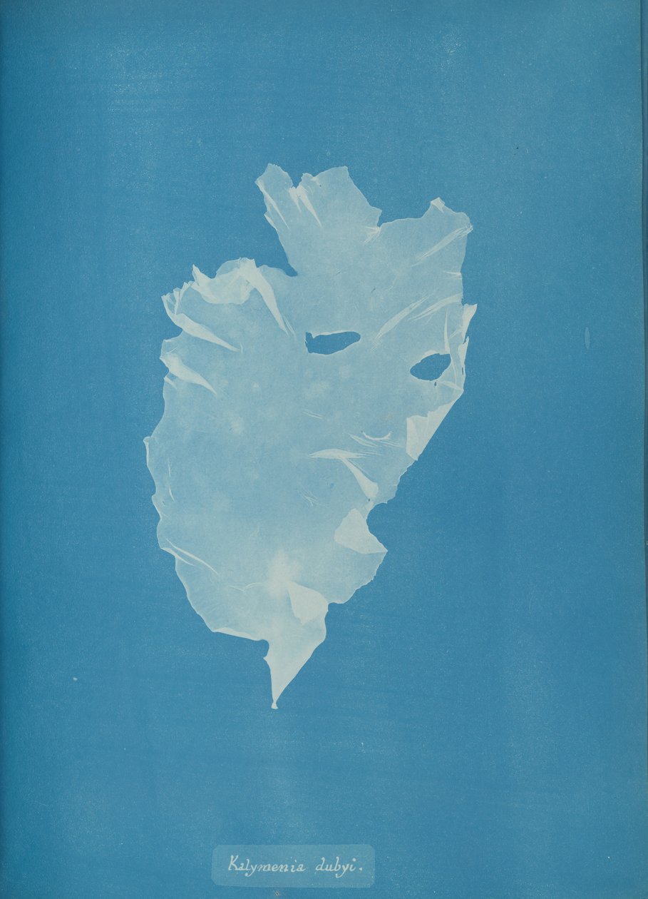 Kalymenia dubyi von Anna Atkins