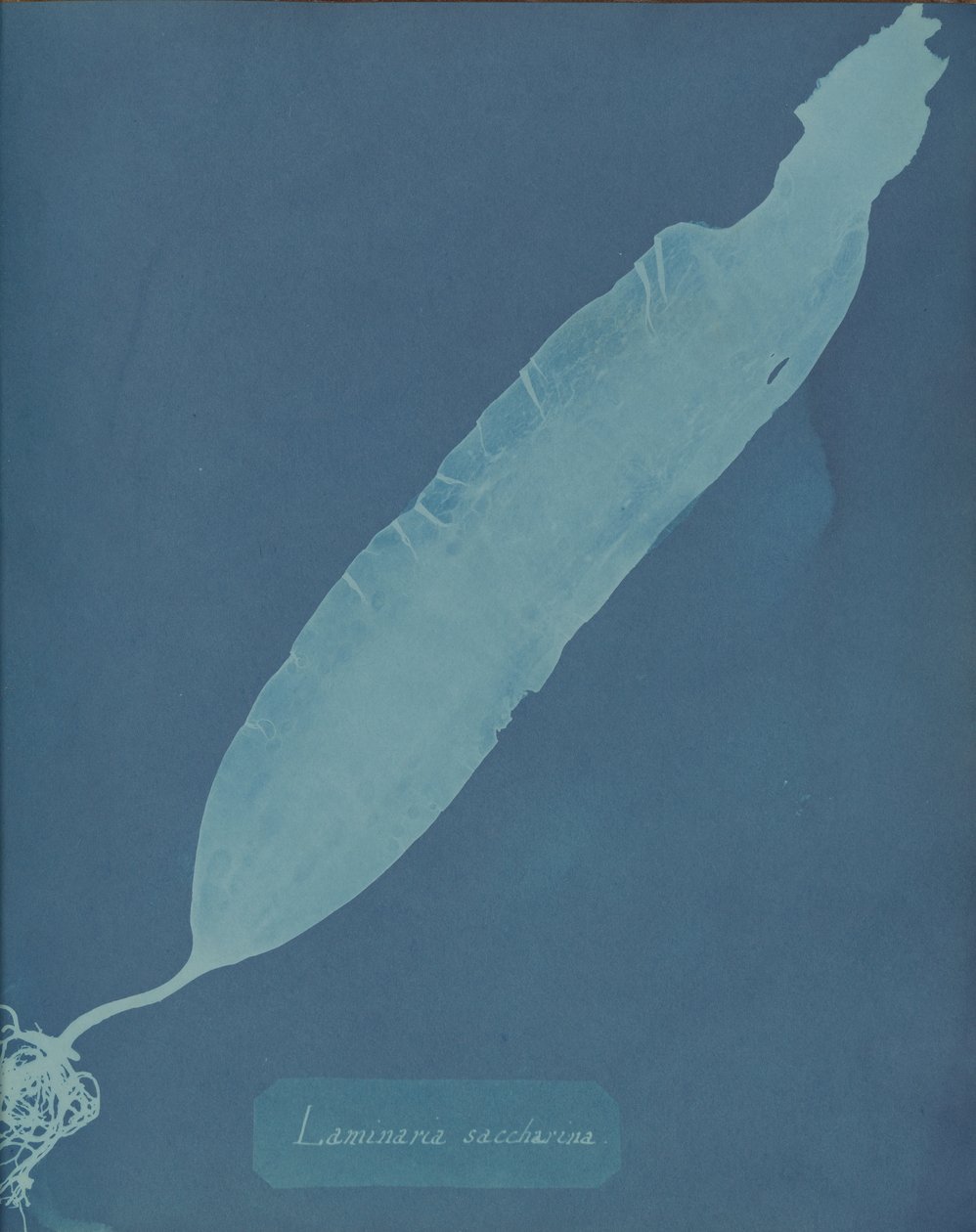 Laminaria saccharina von Anna Atkins